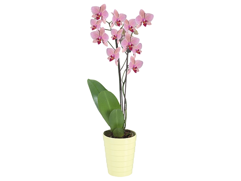Twin Stem Orchid in Ceramic - in store from 19th March