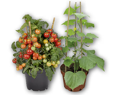 Plantes de petits légumes bio NATURE ACTIVE BIO