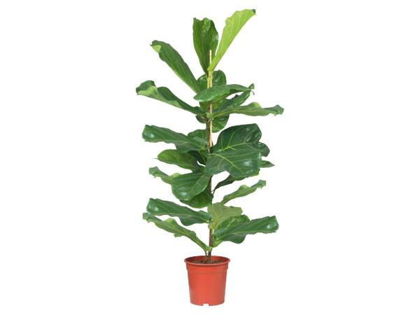 Large Green Plants