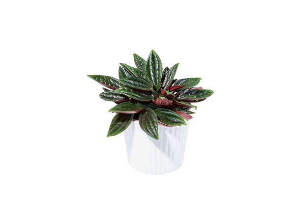 Mini-plantes grasses dans un pot en céramique