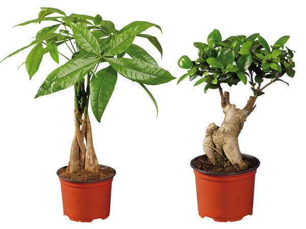 Ficus Ginseng oder Pachira