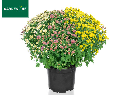GARDENLINE(R) Chrysanthemen-Busch
