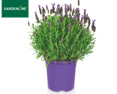 GARDENLINE(R) Lavendel