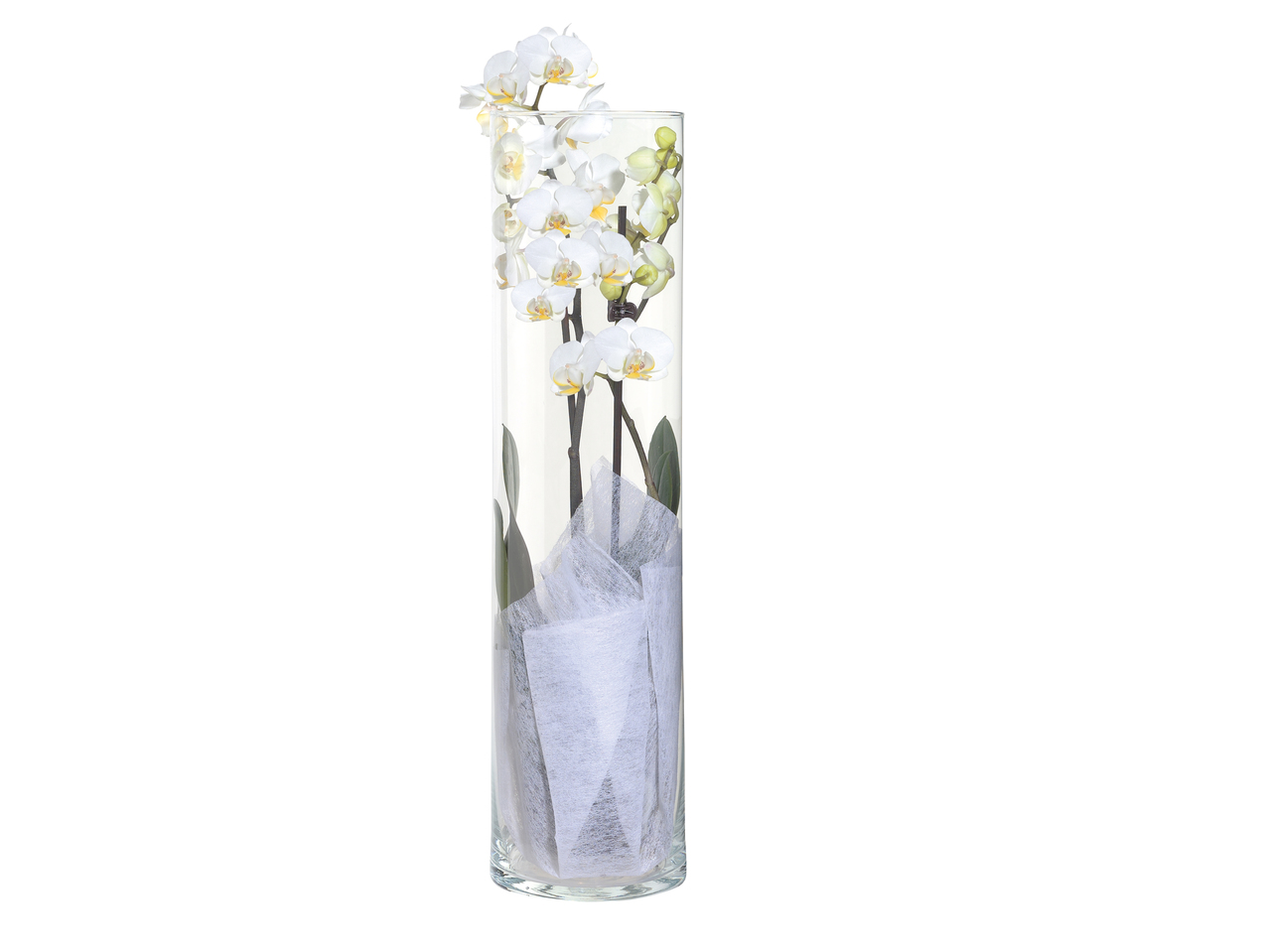 Phalaenopsis dans un vase en verre