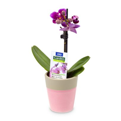Mini orchidée ou mini bromélia