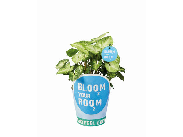 Plantes vertes Bloom Your Room