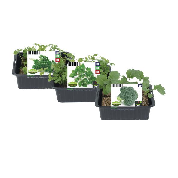 Groenteplanten 6-pack