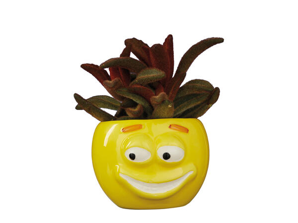 Succulents in Emoji Ceramic
