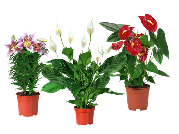 Flowering Gift Plant