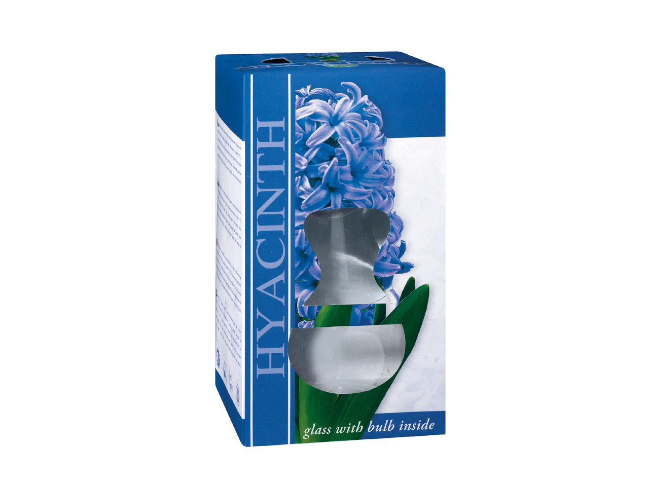 Hyacinth in Glass1