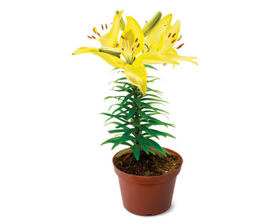 7" Asiatic Lily
