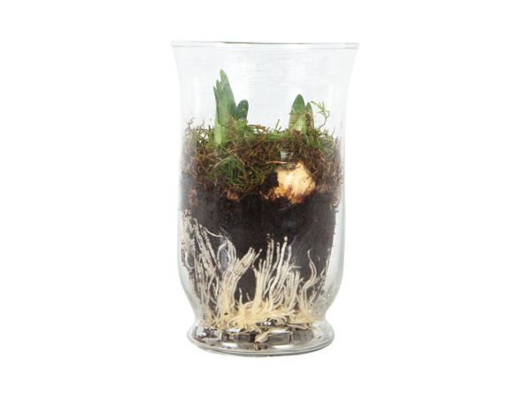 Løgplanter i glas