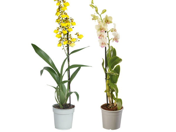 Orchidee 1-Trieber