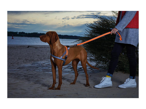 Zoofari Light-Up Dog Harness or Lead