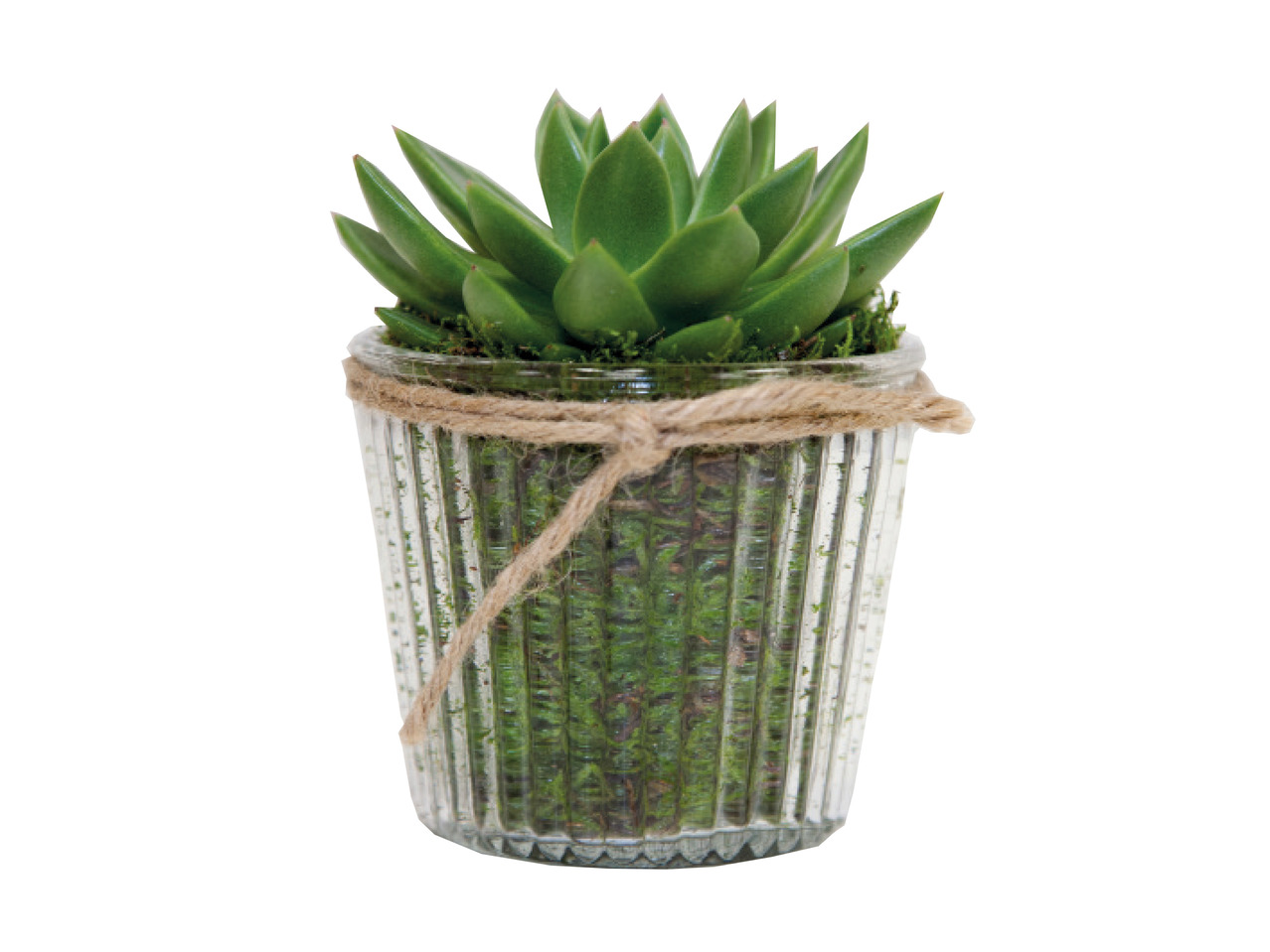 Succulent in Glass Pot1