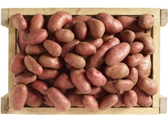 Pommes de terre de consommation "Franceline"