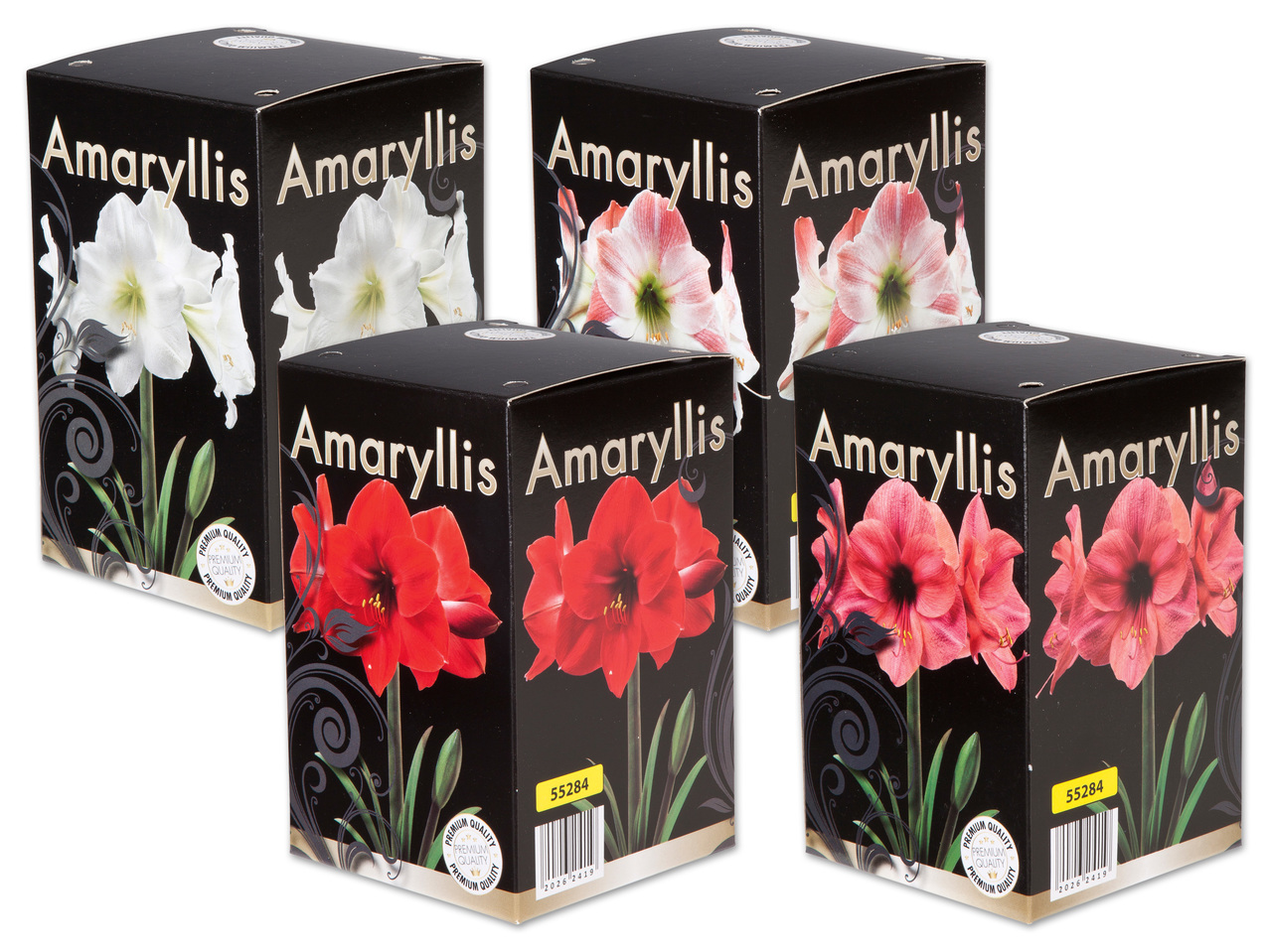 Amaryllis-Zwiebel