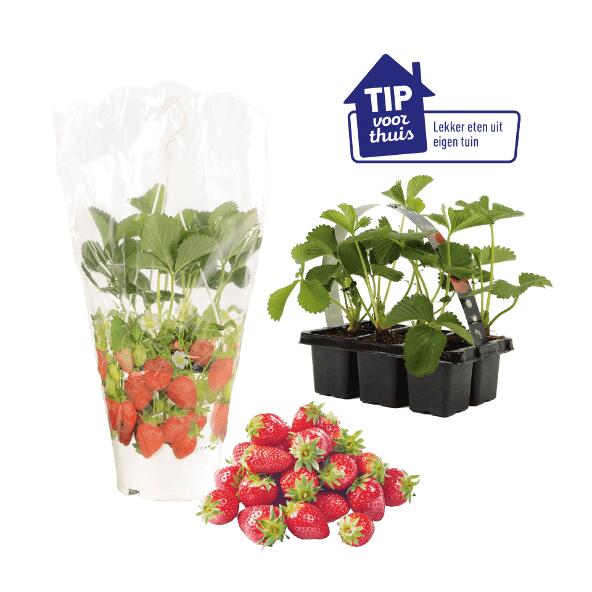 Aardbeienplant in hangpot 
of aardbeien in 6-pack