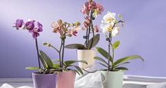 Mini orchidée phalaenopsis