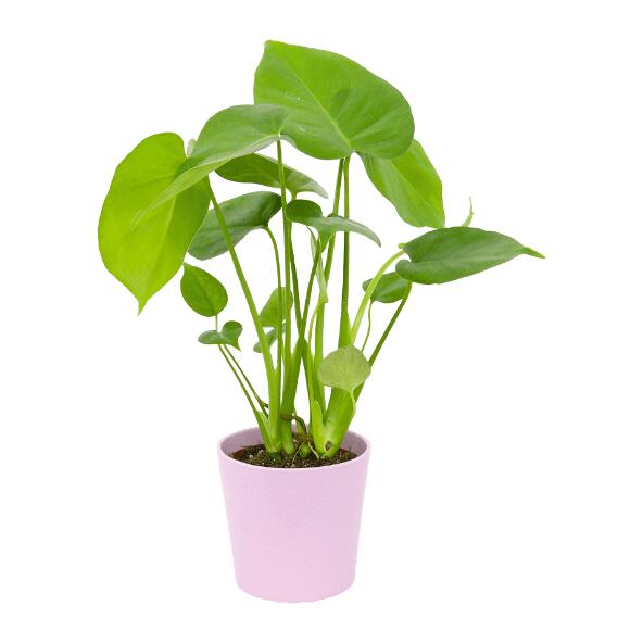 GARDENLINE(R) 				Grande plante d'intérieur avec cache-pot céramique