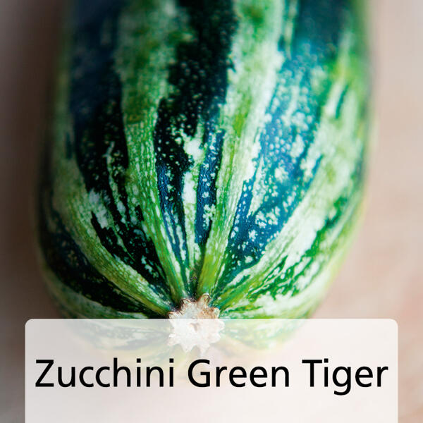 Snack-Gemüse / Zucchini-Besonderheiten