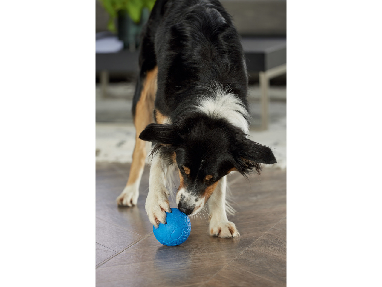 Dental Care Toy / Pet Snack Ball / Travel Pet Food Bowl / All-Purpose Brush