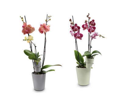 Duo-Orchidee