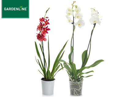 GARDENLINE(R) Orchidee