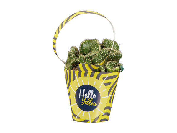 Cactus in Decorative Pack