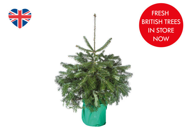 3ft Potted Christmas Tree