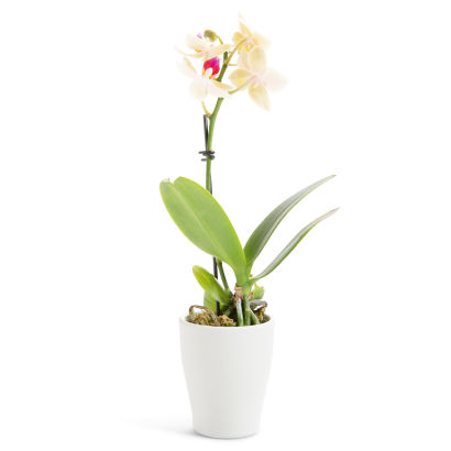 Mini orchidée