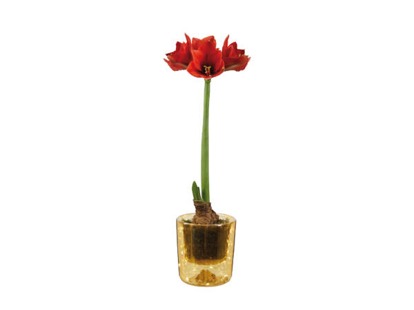 Amaryllis in Glass with Light