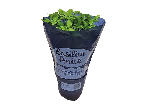Special Basil Plant