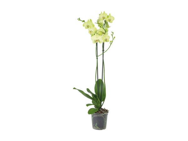 Phalaenopsis, 2 stems