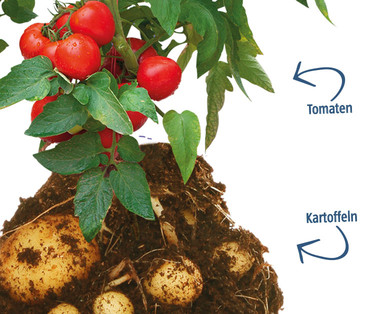 ZURÜCK ZUM URSPRUNG Bio-Tomatenkartoffel und Bio-Süßkartoffel