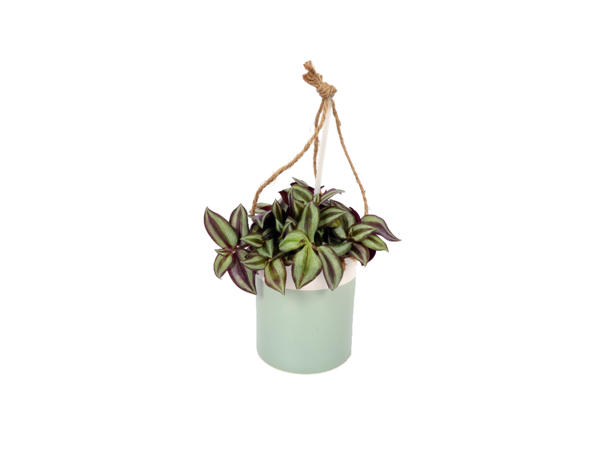 Green Plant in Hanging Pot