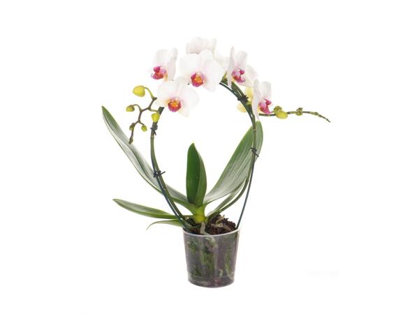 Különleges orchidea kerámiában / girland orchidea*