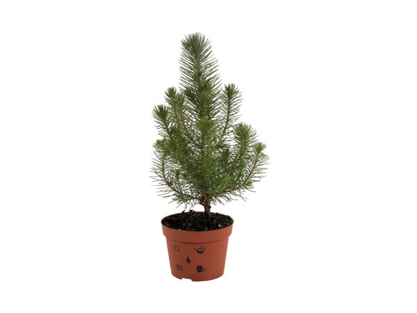 Pinus pinea pinjetræ