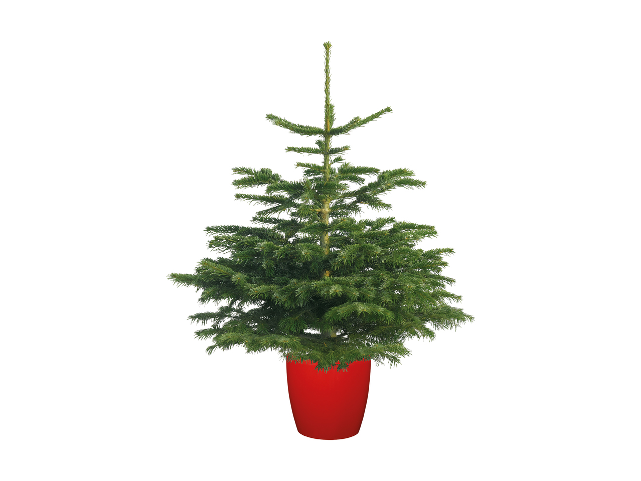 Pot Grown Non Drop Nordmann Fir Christmas Tree1