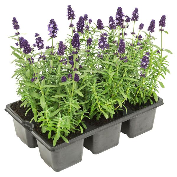 GARDENLINE(R) Lavendel oder Chrysanthemen