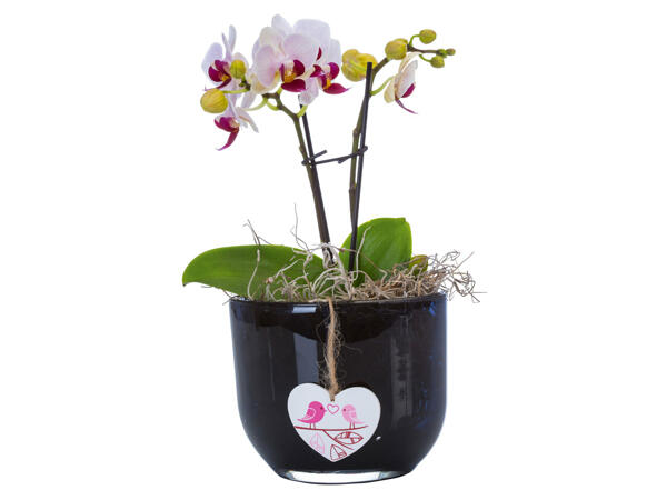 Mini Orchidee mit Deko im Glastopf