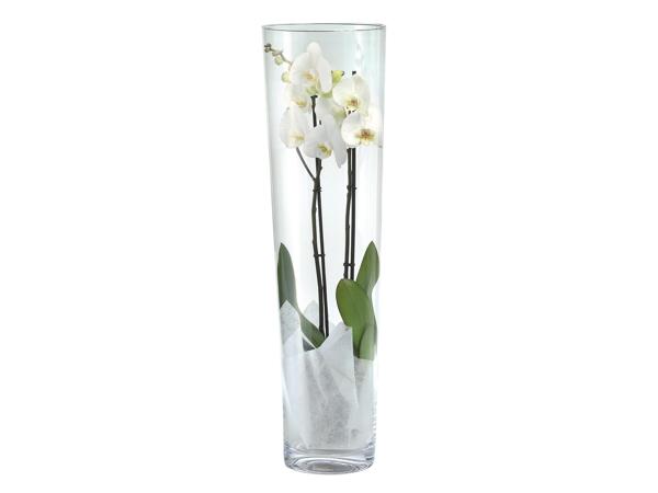 Orchidea üvegben*
