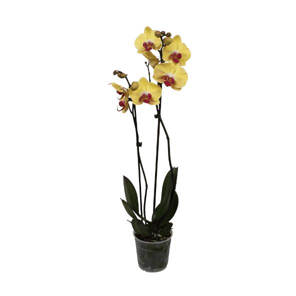 GARDENLINE(R) 				Orchidée Phalaenopsis 2 tiges