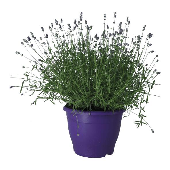 Lavendel augustifolia in kweekpot