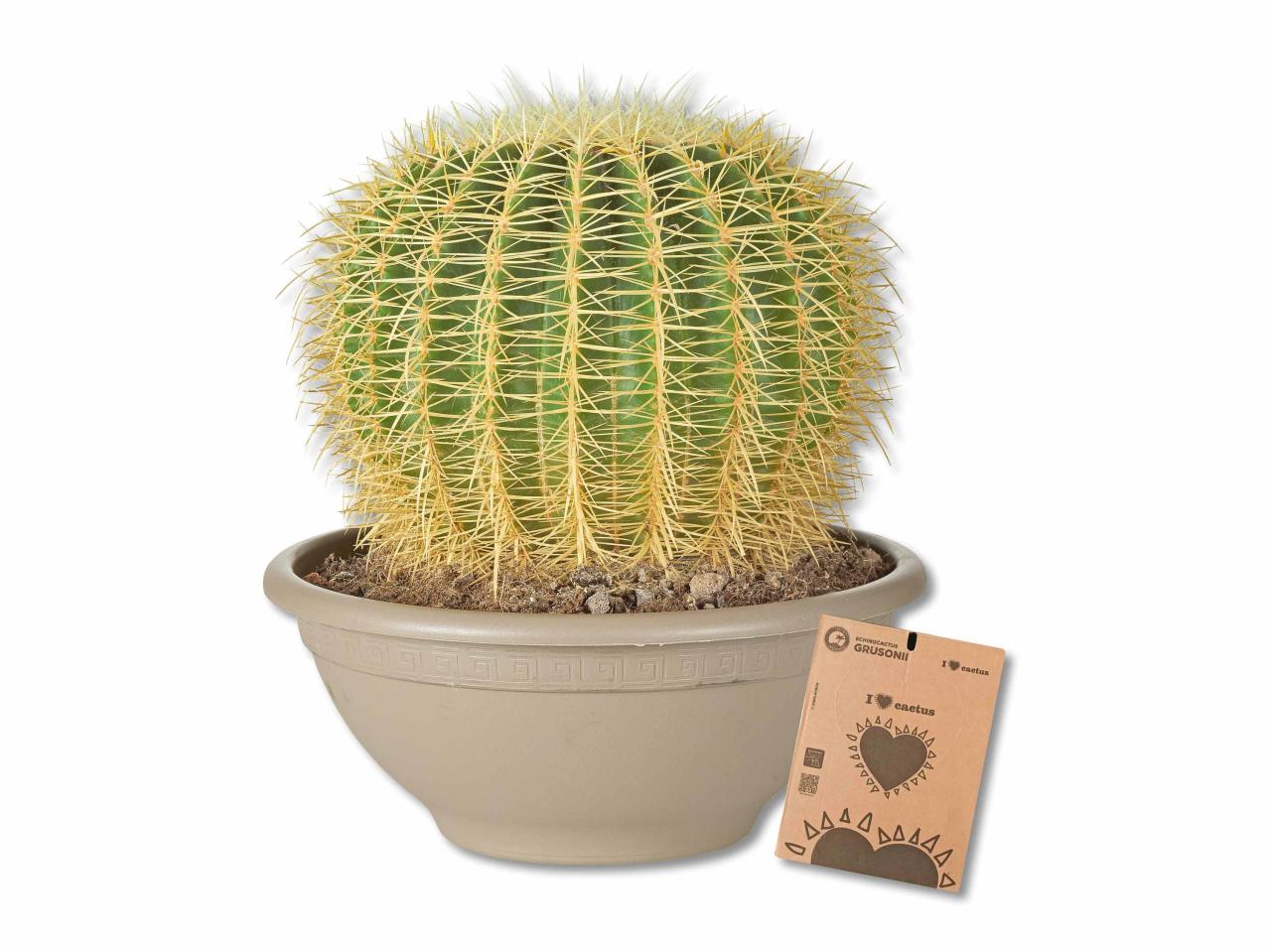 Cactus cuscino della suocera