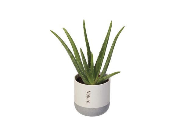 Assorted Easy Care Houseplant
