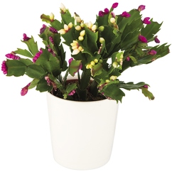 Cactus de Noël tricolore