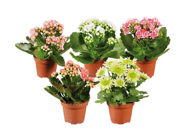 Plante decorative mini