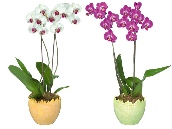 Orchidee 2-Stieler im Keramikei