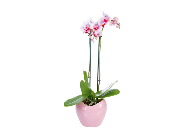 Phalaenopsis Multiflora